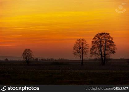 Trees on the horizon and clouds during sunset, Gotowka, Poland