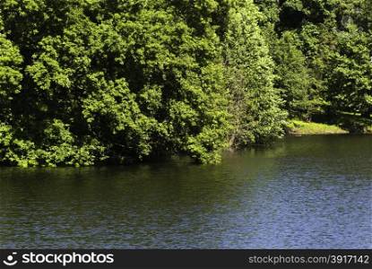 Trees on the lake. lake with trees growing above the water