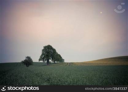 Trees on the spring fields at evening