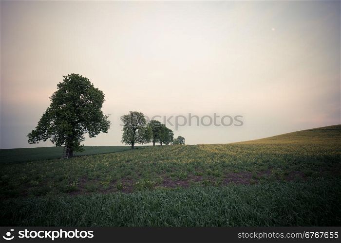 Trees on the spring fields at evening