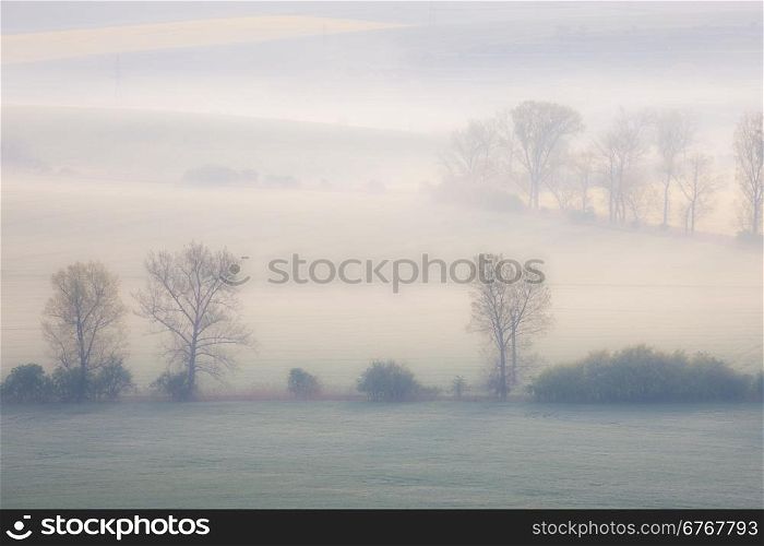 Trees on the spring fields at misty morning