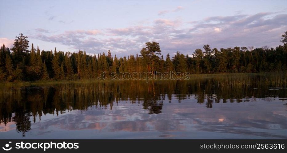 Trees reflected in Lake of the Woods