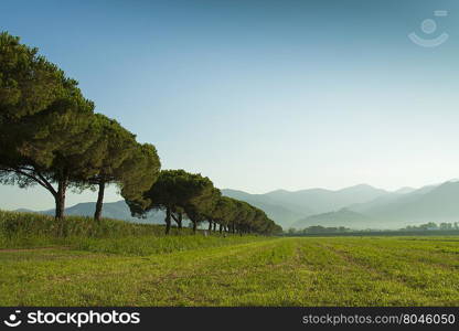 Trees. Row the trees in a green field against the backdrop of the Apuan Alps
