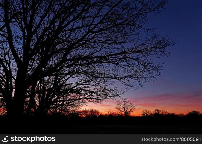 Trees silhouetted against a colorful dawn sky in winter.