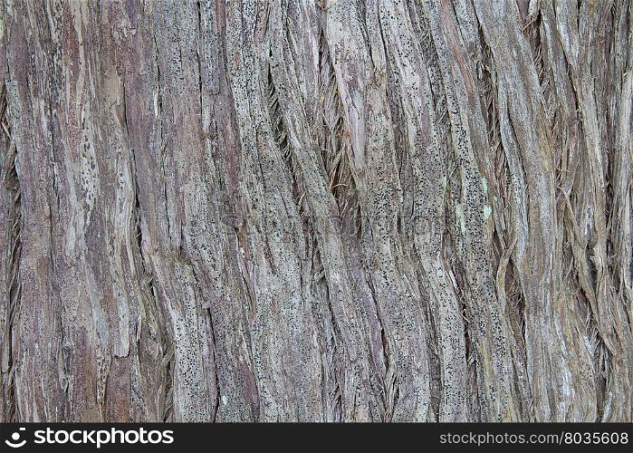 Trees skin pattern brown cracks naturally.