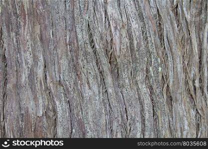 Trees skin pattern brown cracks naturally.