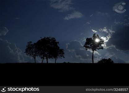 Trees stand on the top if a hill. There is nighttime, the moon shines through the boughs of a tree and the background is nicely cloudy.