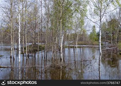 Trees standing in water during a spring flood