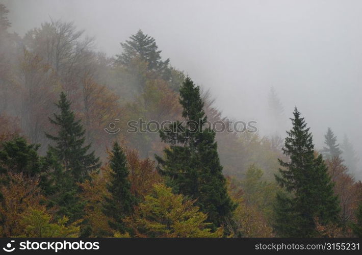 Trees surrounded by fog in Slovenia