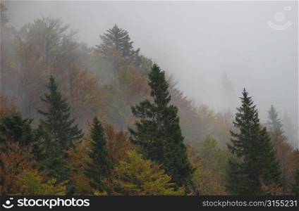 Trees surrounded by fog in Slovenia