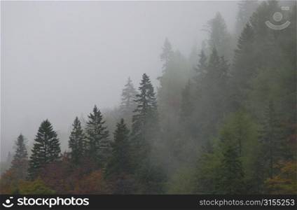 Trees surrounded by fog in Slovenia