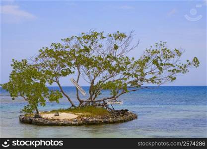 Trees surrounded by water, Las Palmas Resort, Roatan, Bay Islands, Honduras