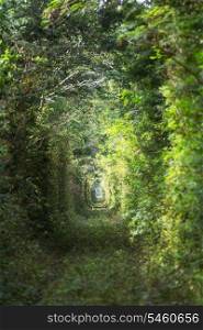 trees tunnel