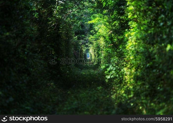 Trees tunnel