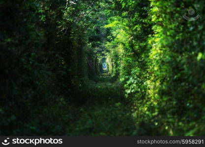 Trees tunnel