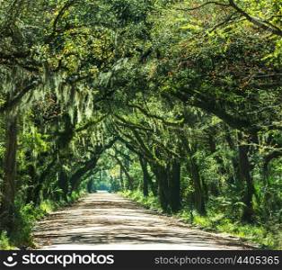 Trees tunnel -Botany Bay,South Carolina
