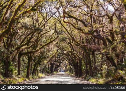 Trees tunnel -Botany Bay,South Carolina