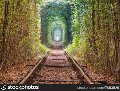 Trees tunnel in early autumn season