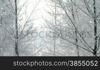 trees under snow.