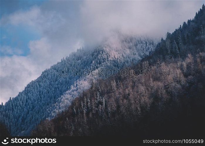Trees under the snow. Mountain forest in winter. Christmas landscape. The path in the snow.