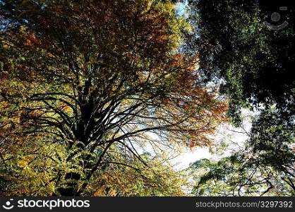 trees view upwards, fall season