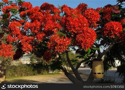 Trees with a bright flowers in Israel