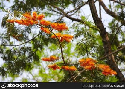 Trees with a bright flowers in Israel