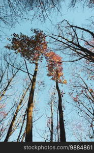  trees with brown and red leaves in autumn season, autumn colors