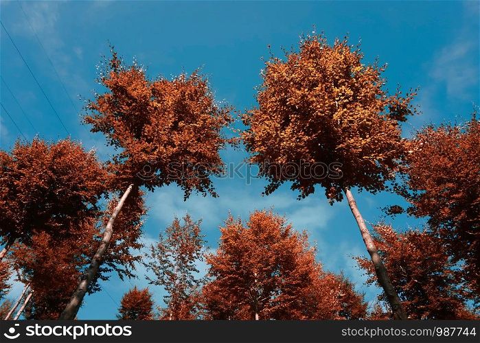 trees with brown leaves in autumn in the mountain, autumn colors in the nature