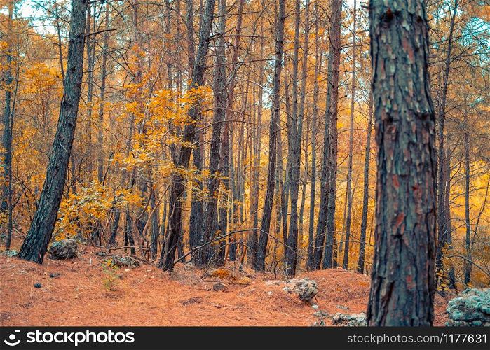 Trees with colorful leaves in autumn clear day.. Forest in autumn