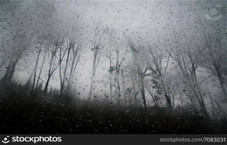 trees with dew drop on glass and the mist in Luoping, China