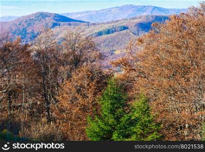 Trees with dry foliage and firs on slope in autumn Carpathian. Hazy morning view.