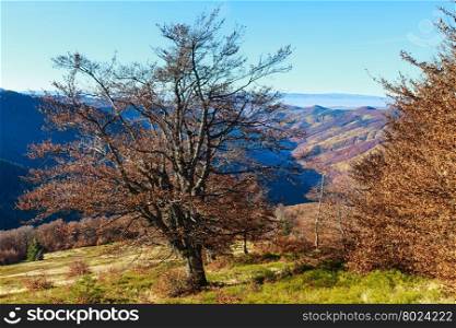 Trees with dry foliage on slope in autumn Carpathian. Hazy morning view.