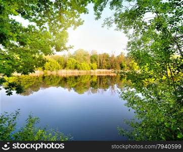 Trees with green leaves by the river