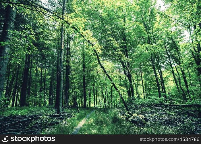 Trees with green leaves in the woods