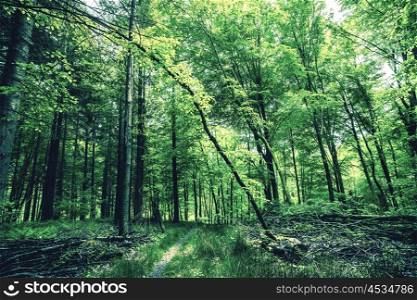 Trees with green leaves in the woods
