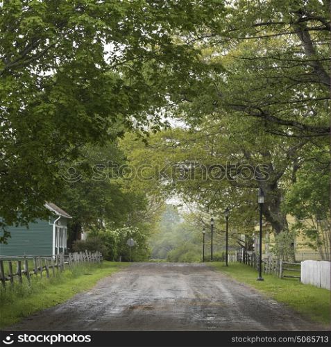 Trees with houses along road in village, Sherbrooke, Nova Scotia, Canada