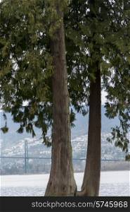 Trees with Lions Gate Bridge in background, Vancouver, British Columbia, Canada