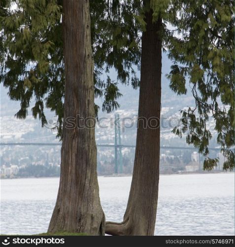 Trees with Lions Gate bridge in background, Vancouver, British Columbia, Canada