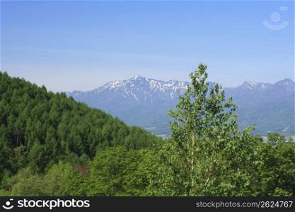 trees with mountain in distance
