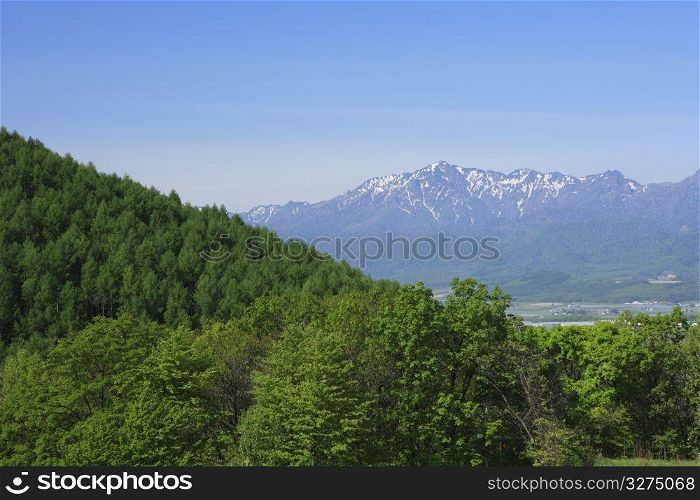 trees with mountain in distance