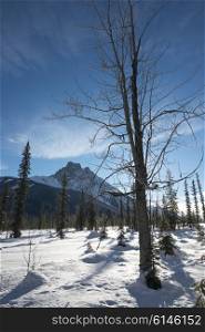 Trees with mountain in winter, Emerald Lake, Field, British Columbia, Canada