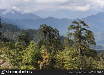 Trees with mountain range in the background, Dochula Pass, Thimphu, Bhutan