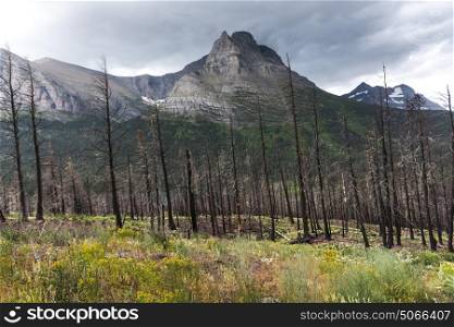 Trees with mountain range in the background, Going-to-the-Sun Road, Glacier National Park, Glacier County, Montana, USA