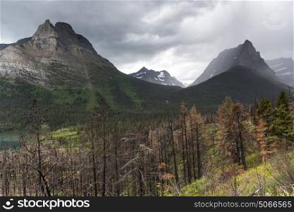 Trees with mountain range in the background, Going-to-the-Sun Road, Glacier National Park, Glacier County, Montana, USA