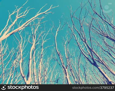 Trees with no leaves against a blue sky with a vintage retro filter