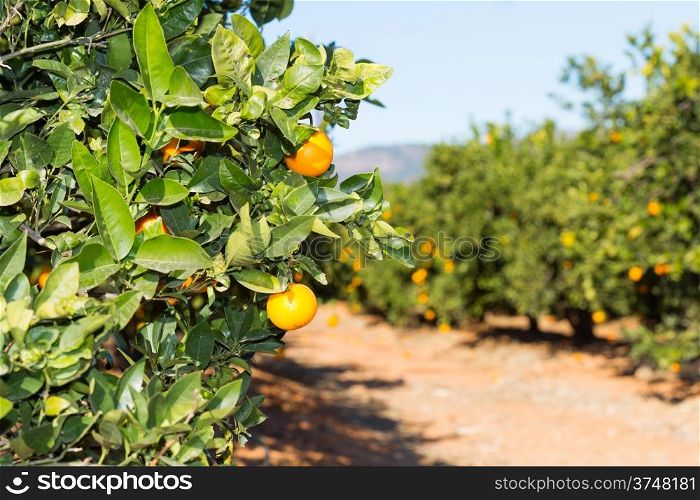 Trees with orange typical in the province of Valencia, Spain