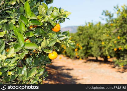 Trees with orange typical in the province of Valencia, Spain