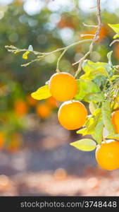 Trees with orange typical in the province of Valencia, Spain