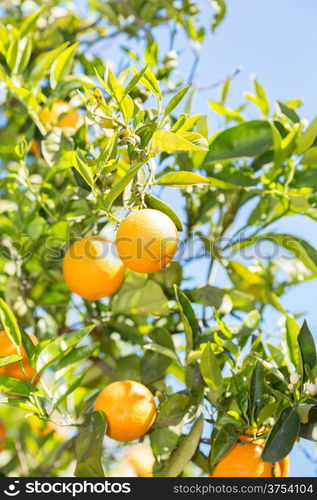 Trees with orange typical in the province of Valencia, Spain